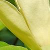 Magnolia 'Solar Flare', flowers