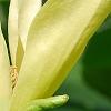 Magnolia 'Solar Flare', flowers