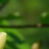 Magnolia 'Solar Flare', flowers