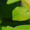Magnolia 'Solar Flare', flowers