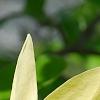 Magnolia 'Solar Flare', flowers