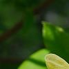 Magnolia 'Solar Flare', flowers