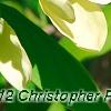 Magnolia 'Solar Flare', flowers