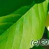 Magnolia 'Solar Flare', flowers