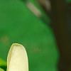 Magnolia 'Solar Flare', flowers
