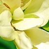 Magnolia 'Solar Flare', flowers