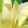 Magnolia 'Solar Flare', flowers