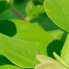 Magnolia 'Solar Flare', flowers