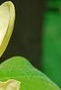 Magnolia 'Solar Flare', flowers