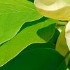 Magnolia 'Solar Flare', flowers
