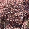 Magnolia soulangiana, habit
