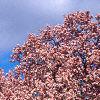 Magnolia soulangiana, habit