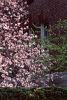 Magnolia soulangiana, habit