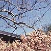 Magnolia soulangiana, habit