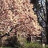 Magnolia soulangiana, habit