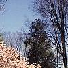 Magnolia soulangiana, habit