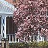 Magnolia soulangiana, habit