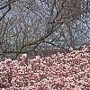 Magnolia soulangiana, habit