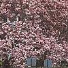 Magnolia soulangiana, habit