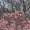 Magnolia soulangiana, habit