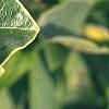 Magnolia soulangiana, leaves
