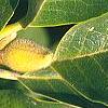 Magnolia soulangiana, leaves