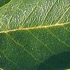 Magnolia soulangiana, leaves