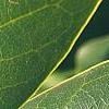 Magnolia soulangiana, leaves