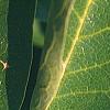 Magnolia soulangiana, leaves