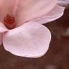 Magnolia soulangiana, flowers
