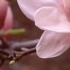 Magnolia soulangiana, flowers