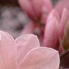 Magnolia soulangiana, flowers