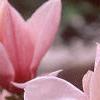 Magnolia soulangiana, flowers