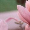 Magnolia soulangiana, flowers