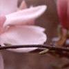 Magnolia soulangiana, flowers