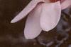 Magnolia soulangiana, flowers