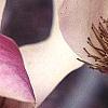 Magnolia soulangiana, flowers