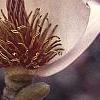 Magnolia soulangiana, flowers