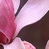 Magnolia soulangiana, flowers