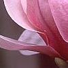 Magnolia soulangiana, flowers