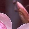 Magnolia soulangiana, flowers