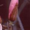 Magnolia soulangiana, flowers
