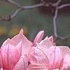 Magnolia soulangiana, flowers