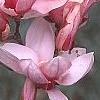 Magnolia soulangiana, flowers