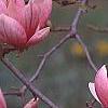 Magnolia soulangiana, flowers