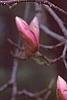 Magnolia soulangiana, flowers