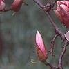 Magnolia soulangiana, flowers
