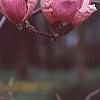 Magnolia soulangiana, flowers
