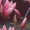 Magnolia soulangiana, flowers