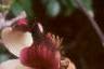 Magnolia x soulangiana 'Picture', flowers